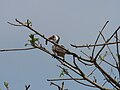 Rotschnabeltoko Red-billed Hornbill