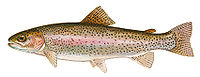 Salmonidae (Salmon and Trout)