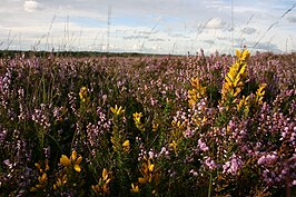 Calluna vulgaris en Ulex minor