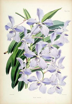 Ванда голубая. Ботаническая иллюстрация Джеймса Эндрюса из книги Select orchidaceous plants