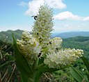 Veratrum stamineum Kobaikeisou in bessan 2004-6-13.JPG