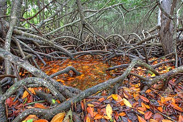 White mangrove roots