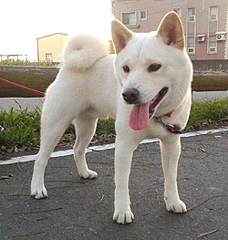 White Shibainu.jpg