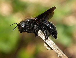 Xylocopa iris