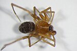 Miniatuur voor Sepia mierenjager