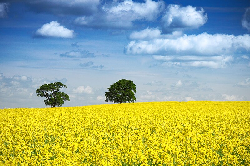 File:Zwei Bäume im Rapsfeld, blauer Himmel.jpg