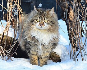 Кіт таббі ( "Барсик") в зимовій шубі