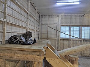 Леопард — редкий экспонат в этих краях