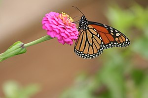 English: Monarch butterfly(Danaus plexippus) o...