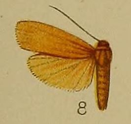 Eilema antica