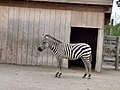 Grantova zebra v Ark Encounterjevem Ararat Ridge Petting Zoo