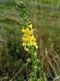 Miniatura para Agrimonia eupatoria