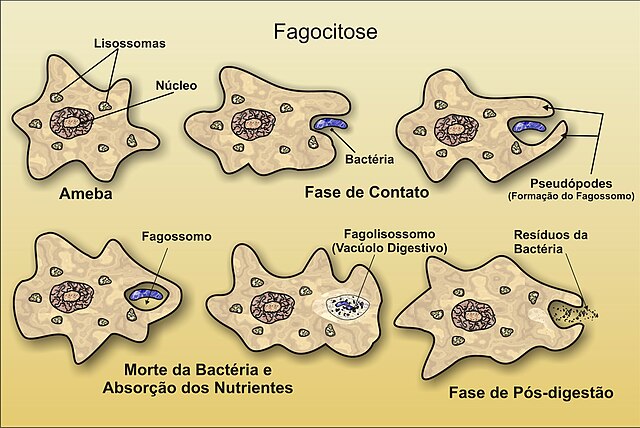 Resultado de imagen de fagocitosis ameba