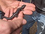 Black salamander