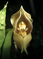 Miniatura para Anguloa uniflora