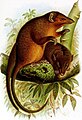 narrow-striped marsupial shrew