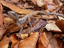 Anolis meridionalis