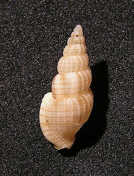 Antillophos nigroliratus