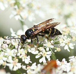 Argogorytes mystaceus