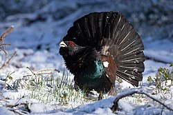 Zwerger-r-leben Neu! mit Auerhahn-Männchen bei der Balz im Naturpark Südschwarzwald