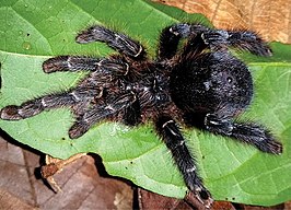 Avicularia hirschii