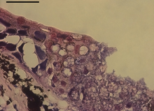 Batrachochytrium salamandrivorans infection.png