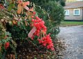 Berberis aggregata fruits.