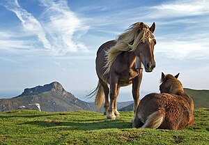 Horses on Bianditz mountain, in Navarre, Spain...