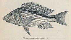 Description de l'image Buccochromis atritaeniatus.jpg.