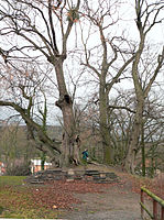 Peter-Linde Burg Coppenbrügge