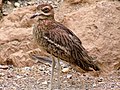 Burhinus oedicnemus -Paignton Zoo, Devon, England-8a.jpg