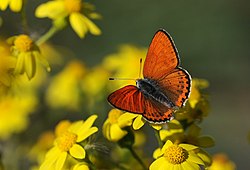 Lycaena thersamon