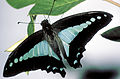 Alamliik Graphium sarpedon choredon