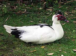 Háziasított pézsmaréce (Cairina moschata)