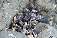 California Mussels (2513978279).jpg