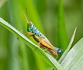 The grasshopper on the leaf