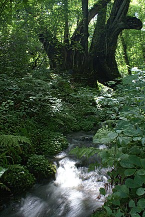 Cercidiphyllum japonicum05s3200.jpg