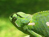 Chameleon 2006-01.jpg