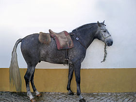 Image illustrative de l’article Lusitanien (cheval)