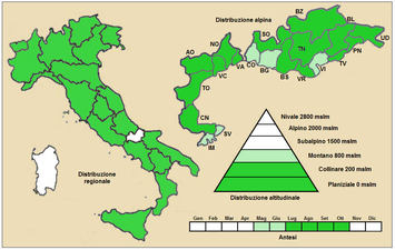 Utbrdningsområde i Italien för huvudarten Till höger, upptill förstoring av Alperna-området. Bokstäverna är kommunbeteckningar. Mörkgrönt: Upp till 800 m ö h. Ljusgrönt: 800 – 1 500 m ö h. I vita områden saknas växten.