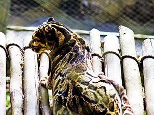 Træleopard i Padmaja Naidu Himalayan Zoological Park