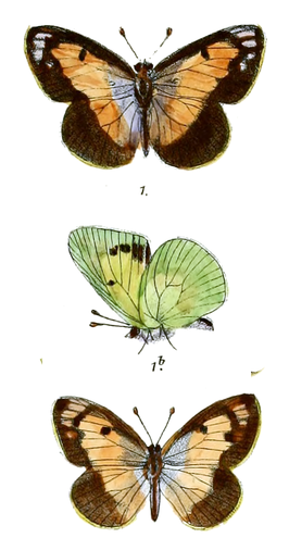 Colotis protractus