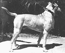 cordoba fighting dog