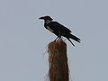 Schildrabe Pied Crow