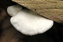 Crepidotus spec. - Lindsey 3a.jpg