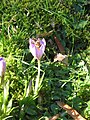 Crocus etruscus 'Zwanenburg' with honey bee