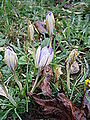 Crocus imperati 'De Jager' opening