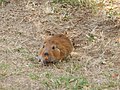 Miniatura para Ctenomys pearsoni