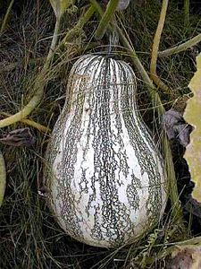 Cucurbita argyrosperma 2. jpg