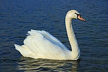 mute swan images